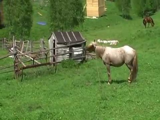 Домик для уединенного отдыха. Горный Алтай.