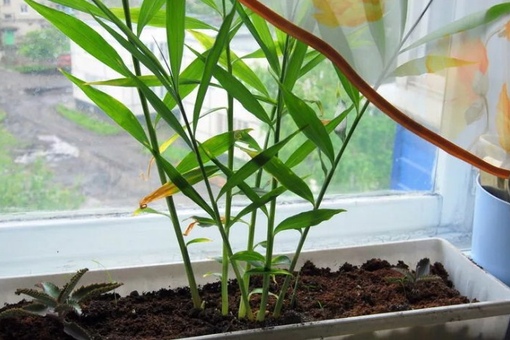 имбирь дома в горшке вырастить. имбирь дома в горшке вырастить. имбирь росток. имбирь всходы. имбирь дома в горшке вырастить.