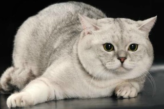 Скоттиш страйт, Шотландская прямоухая кошка, Породы Кошек