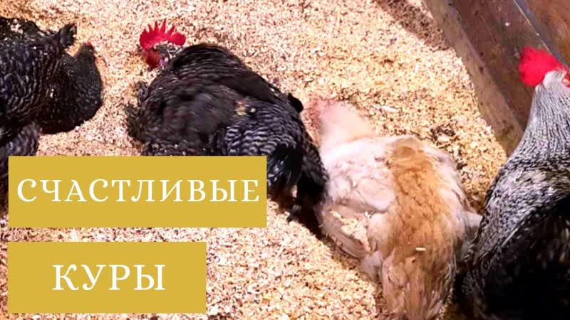 Проект СЧАСТЛИВЫЕ КУРЫ Лучшая