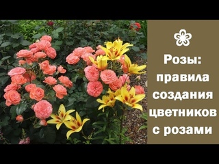 ❀ Розы: правила создания цветников с розами
