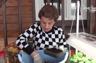 КАК СЕЯТЬ КАПУСТУ.