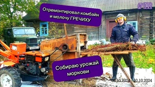 Отремонтировал комбайн и молочу ГРЕЧИХУ. Собираю урожай моркови и пеку из нее пирог.