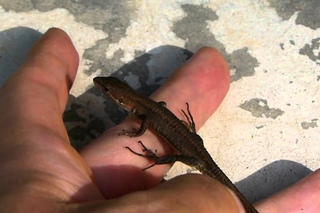 Tail Autotomy of Japanese Grass Lizard 尻尾を自切するニホンカナヘビ