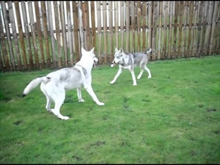 Utonagan Rough and Tumble (poor Skyla)