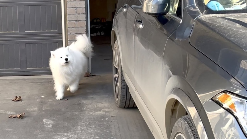 The Behavior Of A Puppy Who Rushed Out Of Disappointment After Seeing His Dad Going Out