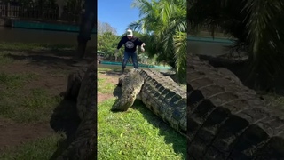 Lyle the Nile Crocodile ‼️ #gatorland #nilecrocodile #crocodile