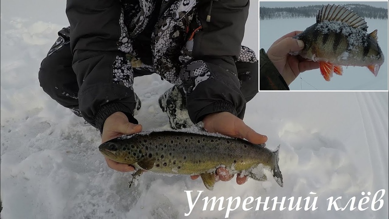 Оторвались по кумже и окуню (утро), Came off on the trout and perch