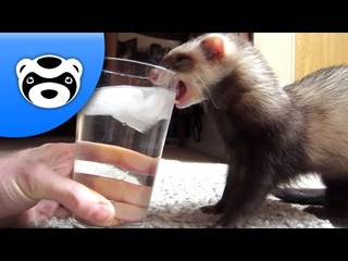Cute Ferret Goes Ice Fishing
