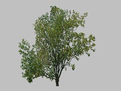 CL Tree TN 04c