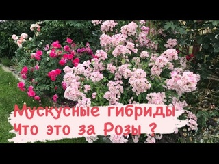 Стоит ли сажать мускусные гибриды роз⁉️ Обзор
