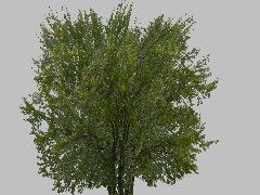 CL Tree TN 26d