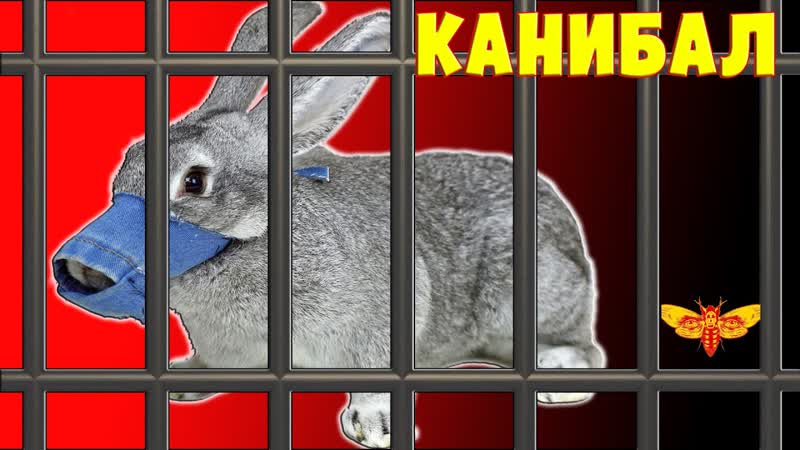 Кролик