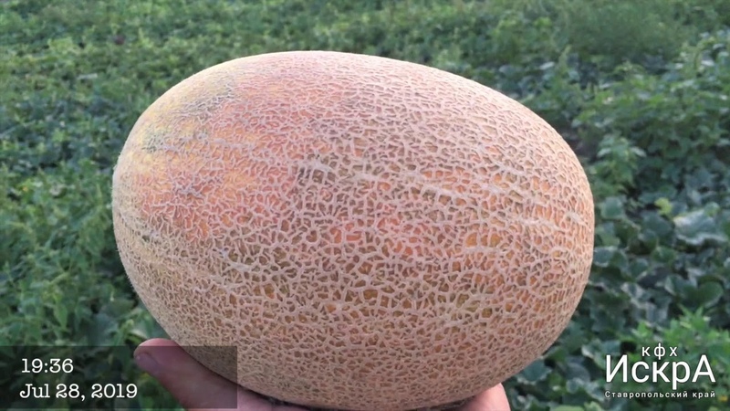 Дыня радмила f1. Дыня сибирская медовая f1 (10 сем. Сорта дыни в краснодаре. Дыня сладкий ананас f1. Дыня мануэла f1.