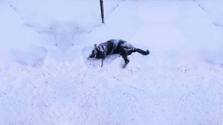 He was chained in snowing, screaming for realeasse but was shot 4 bullets! Watch for the miracle!