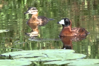 Masked Duck / Доминиканская савка / Oxyura dominica