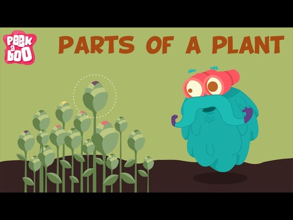 Parts Of A Plant, The Dr. Binocs Show, Learn Videos For