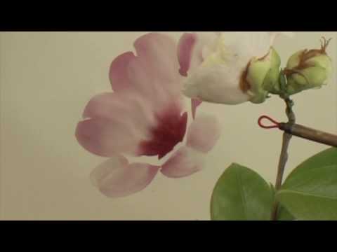 Chinese Painting Lesson Camellia