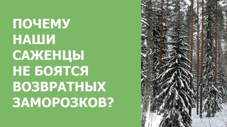 Почему наши саженцы не боятся возвратных заморозков?