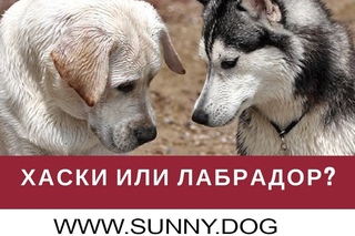 Хаски или лабрадор ретривер? Выбор породы.