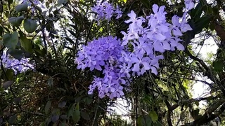 Kwaklei (Vanda coerulea)