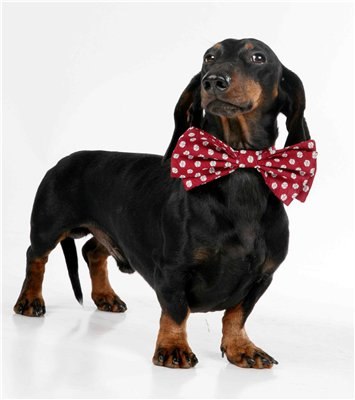 Елена Бондарева | Ставрополь