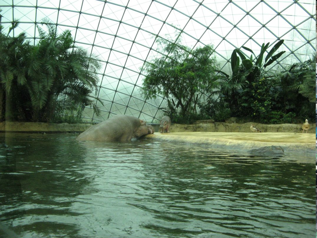Шамсудин Керимов | Москва