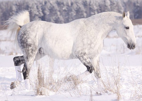 Ирина Сорнева | Москва