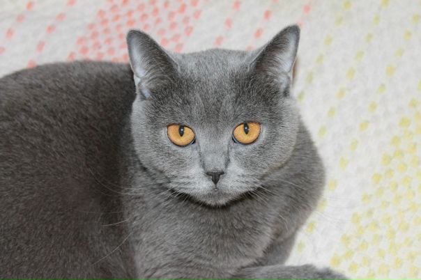 №50, Анна Стельмах, Челябинск №50, Анна Стельмах, Челябинск