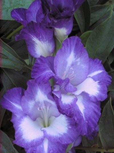 Наталия Макогон | Санкт-Петербург