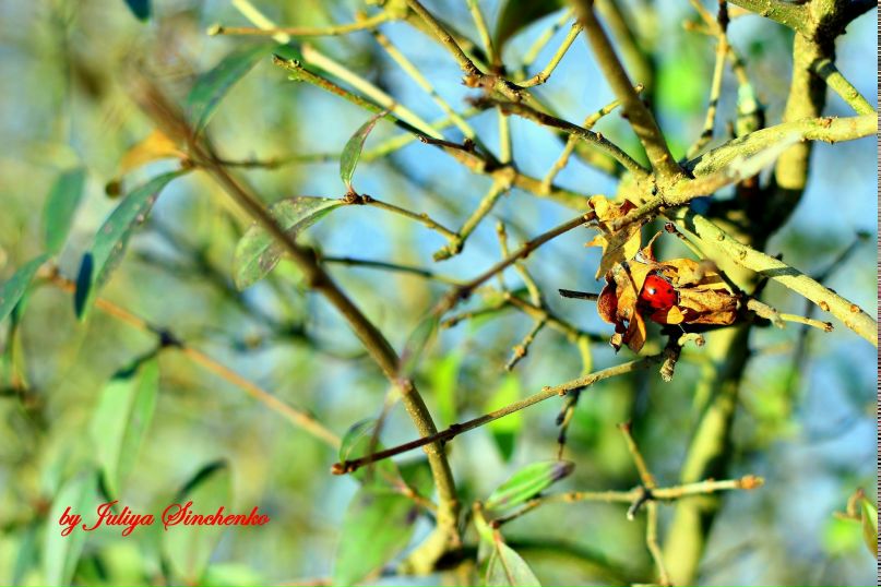 Юля Паламар | Emlichheim