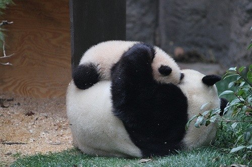 Андрей Козлов | Санкт-Петербург