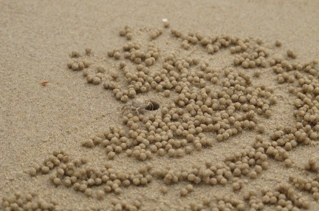 Елизавета Городничева Alice'sadveturesinwonderLand | Москва