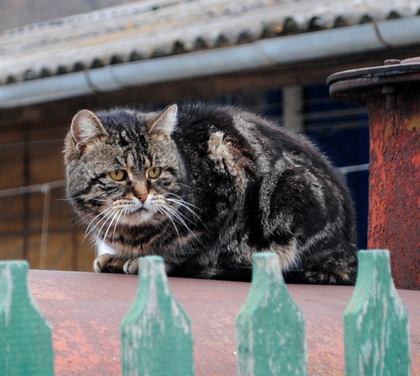 №97, Кристина Дроздова-Жолнеровская, Москва №97, Кристина Дроздова-Жолнеровская, Москва