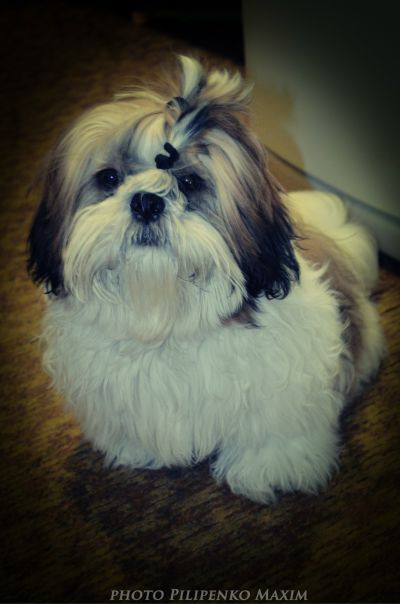 №69, Максим Пилипенко, 34 года, Севастополь №69, Максим Пилипенко, 34 года, Севастополь