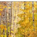 №185, Олег Водинов, Череповец №185, Олег Водинов, Череповец