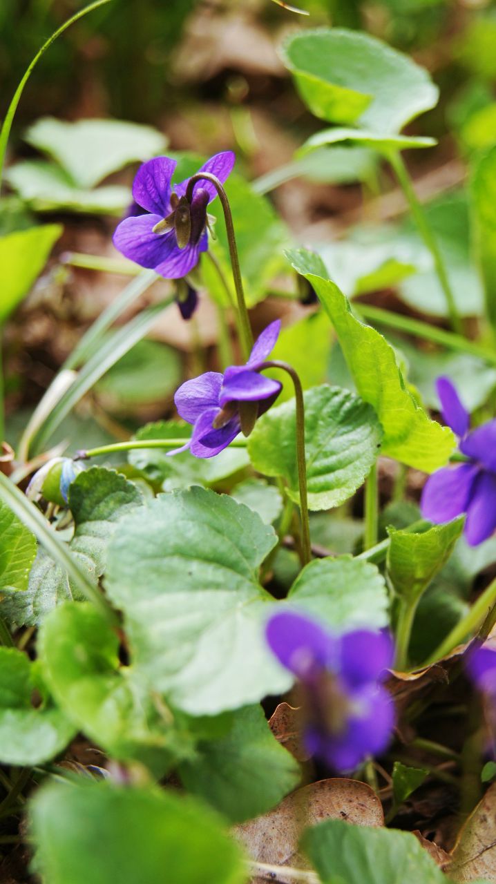 Надя Сидоренко | Ясиноватая