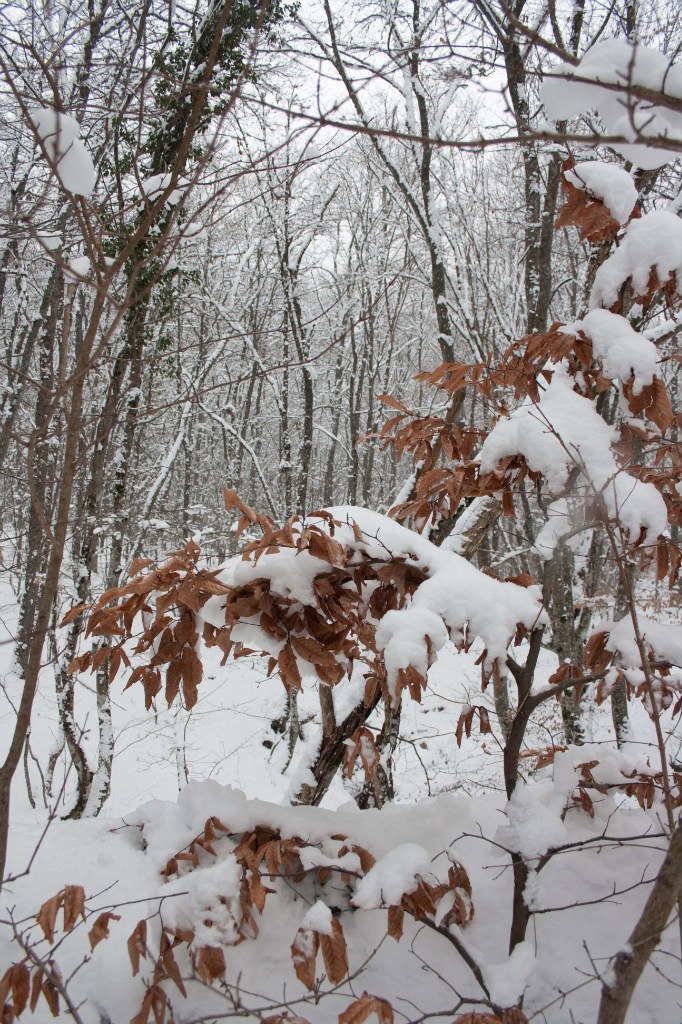 Алла Демидова | Севастополь
