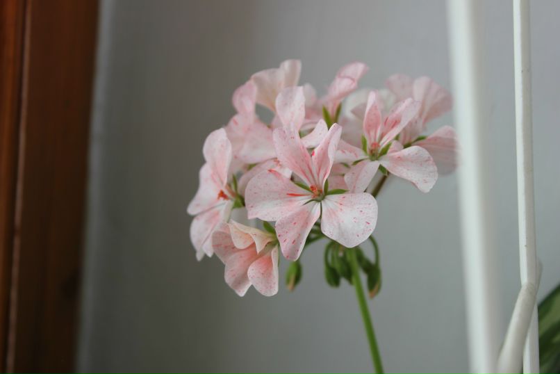 Лилия Гоменюк | Вышгород