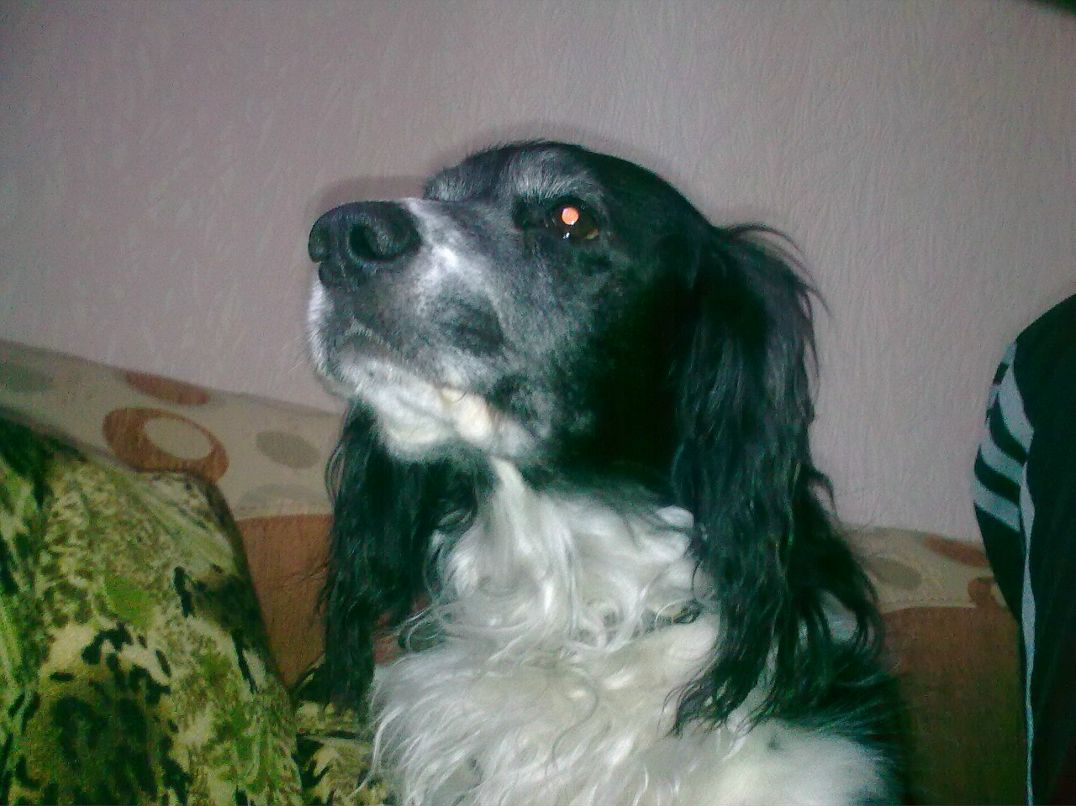 Дмитрий Черников Эдуардович | 