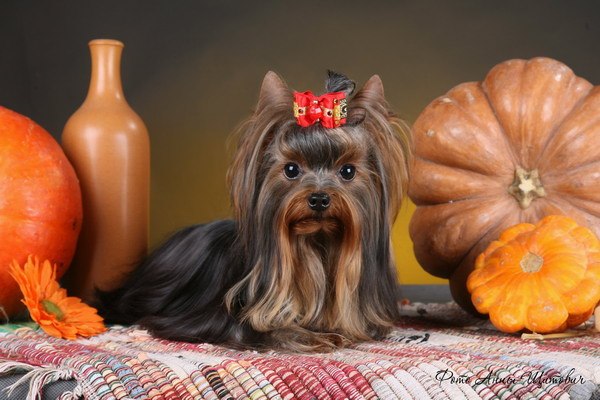 Галина Николаева | Санкт-Петербург