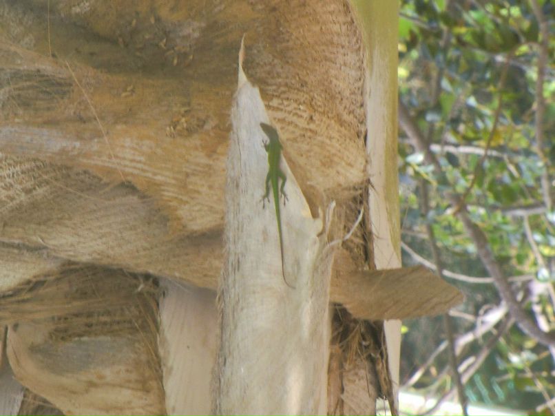 Алиса Земляная | Тверь