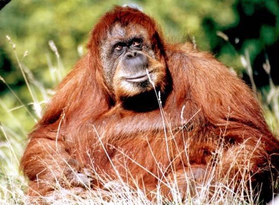 Олег Бурба | 