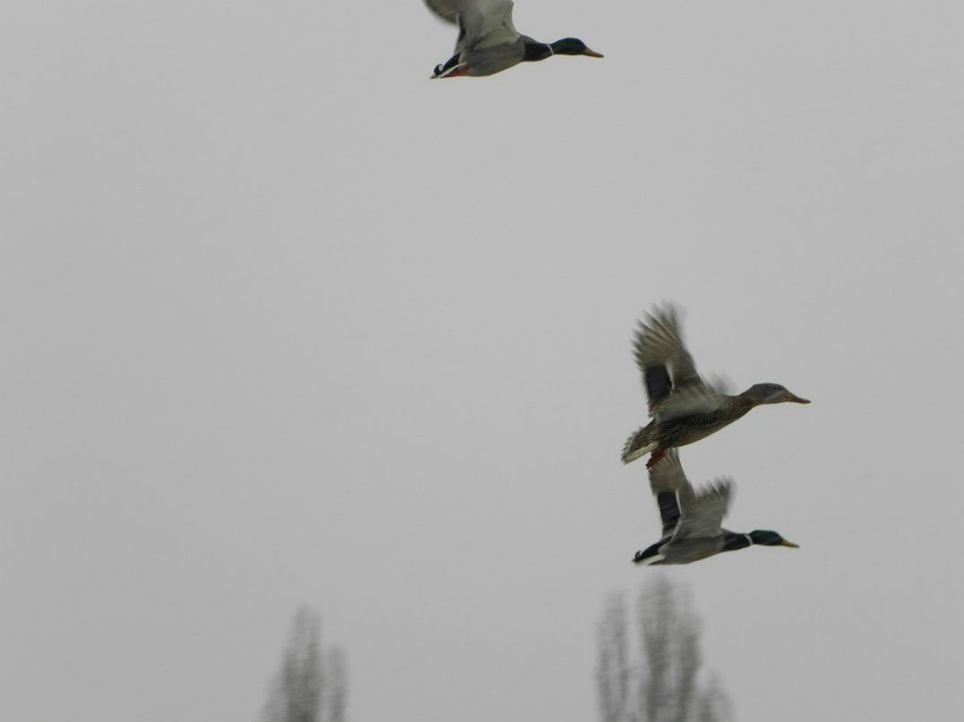 Виталик Линник | Белая Церковь