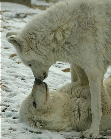 Роман Богданов | Зеленодольск