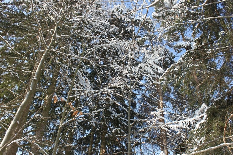 Лена Тихонова | Schmitten