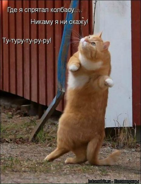 №9, Евгений Полукаров, 35 лет, Гатчина №9, Евгений Полукаров, 35 лет, Гатчина