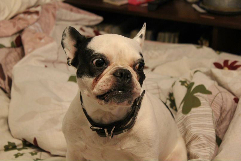 Никита Брага | Санкт-Петербург