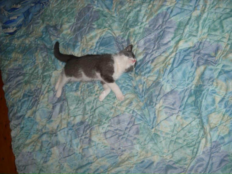 Рома Кравчук | Черновцы