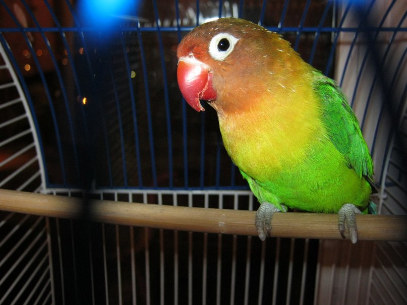 Мария Никифорова | Toronto